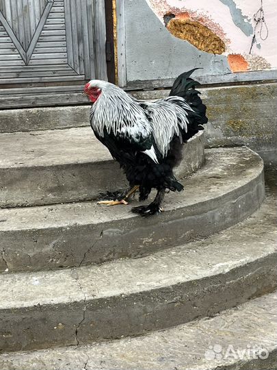 Петух брама