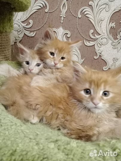 Котята Мейн-кун