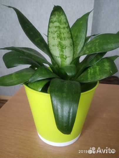 Сансевьера