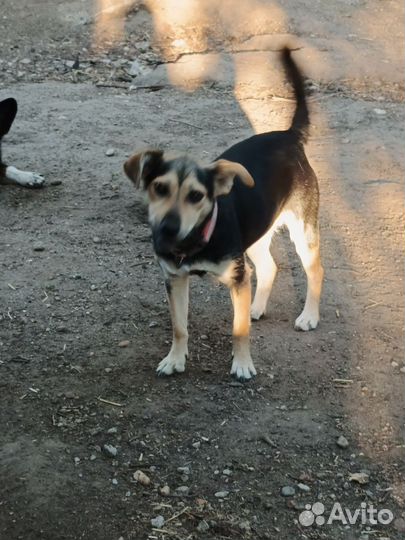 Маленькая собачка в добрые руки
