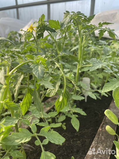 Рассада помидор