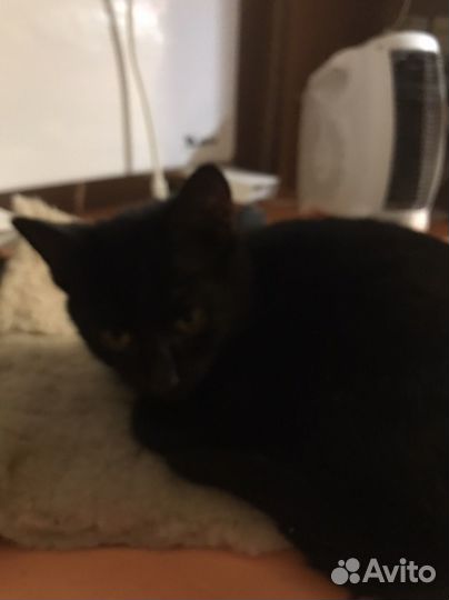Котенок,6мес,девочка,умная