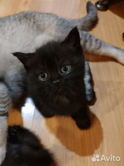 Шотландские котята