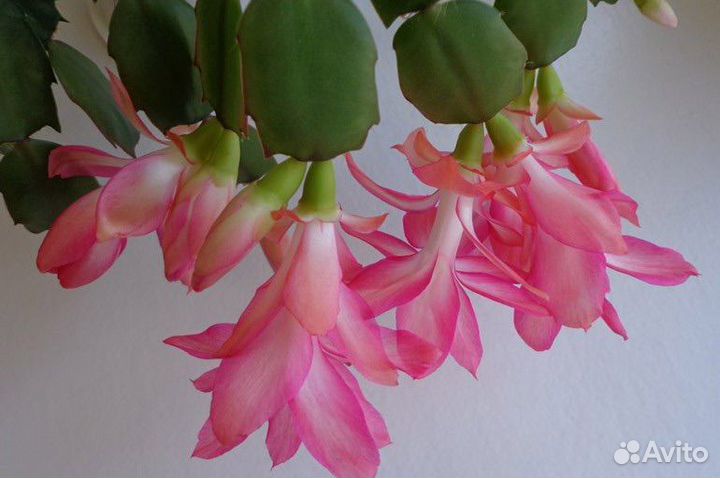 Набор шлюбергеров (декабристов)