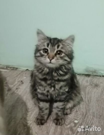 Сибирская кошечка (котёнок ) 4 месяца