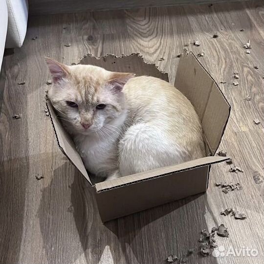 Пишу картины на заказ по фото