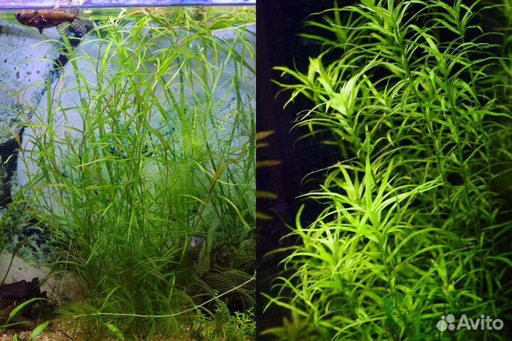 Аквариумные растения, простые и неприхотливые