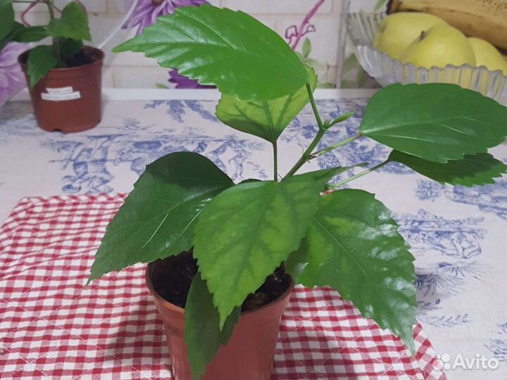 Гибискус китайская роза