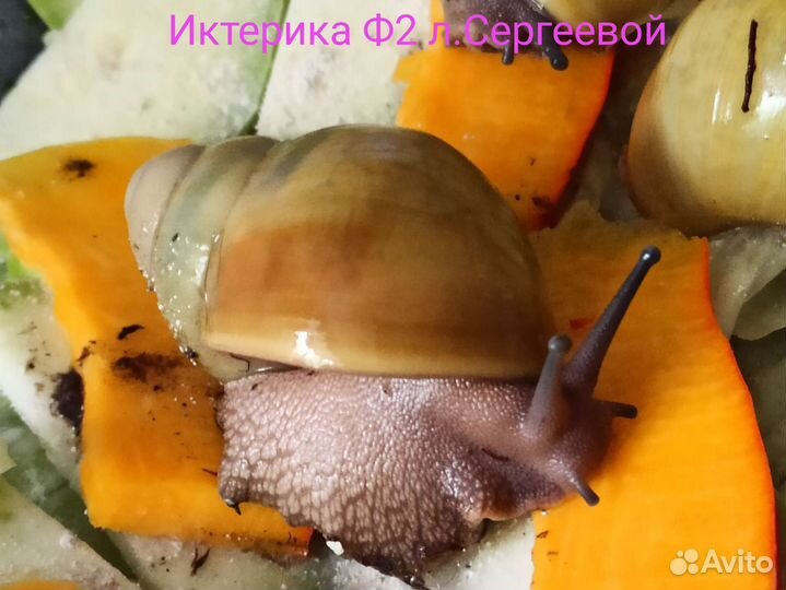 Улитки разные виды -эгригеллы, марги и др