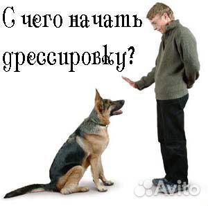 Дрессировка собак