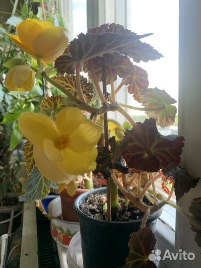 Бегония (в ассортименте)