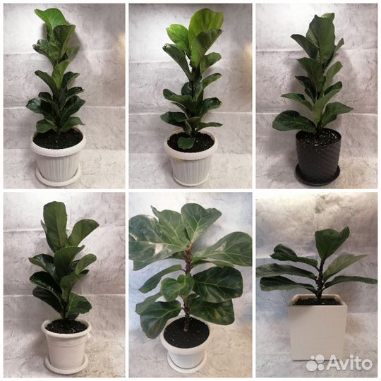 Фикус Lirata bambina