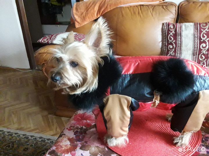 Комбинезон для собачки