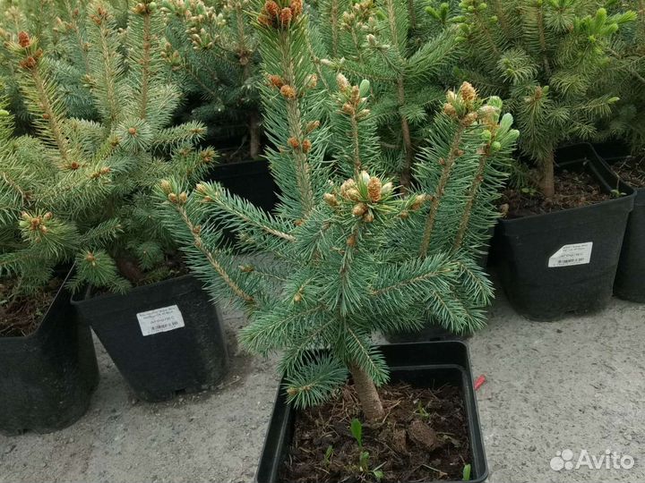 Саженцы ель голубая