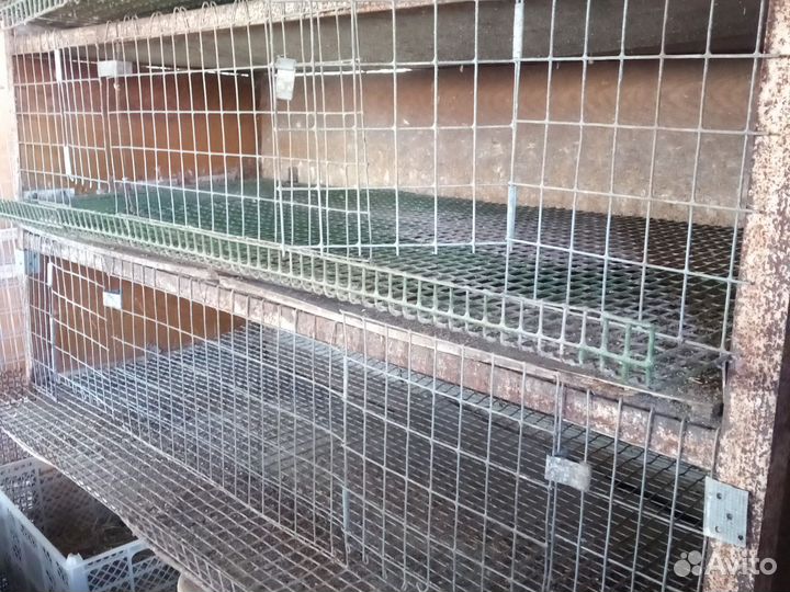 Клетки для перепелов бу