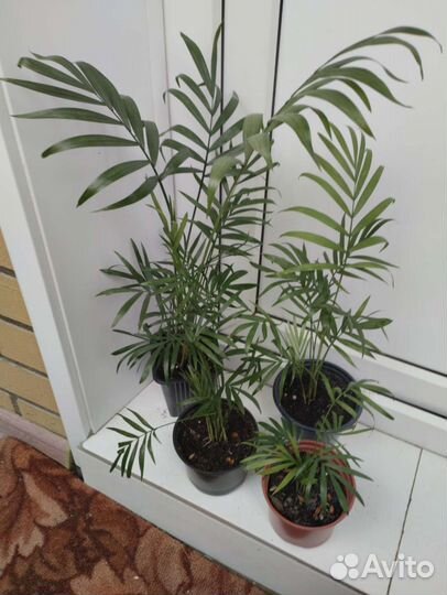 Комнатные растения