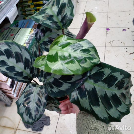 Калатея разные сорта