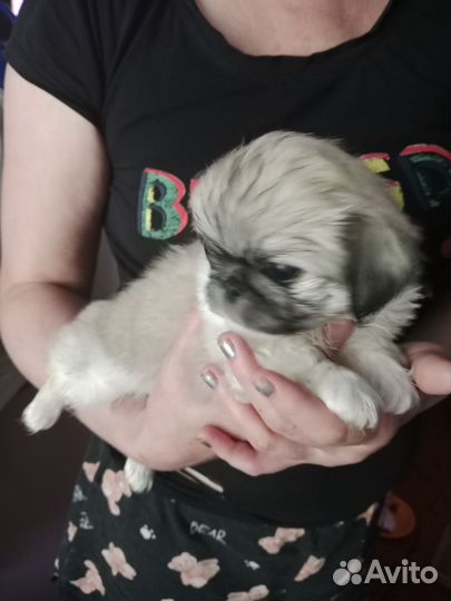 Щенки пекинеса