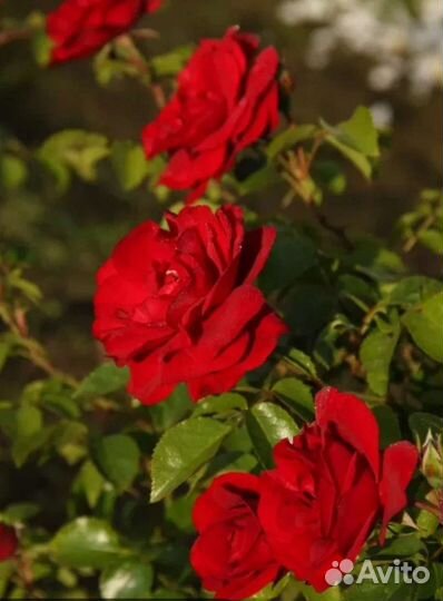 Роза плетистая Амадеус