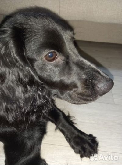 Русский спаниель