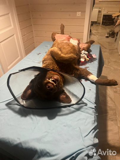 Ветеринарный врач