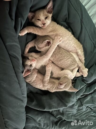Котята сфинкс