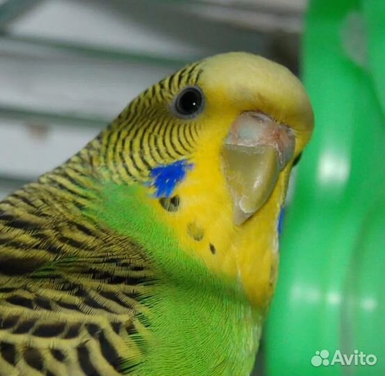 Попугай с клеткой