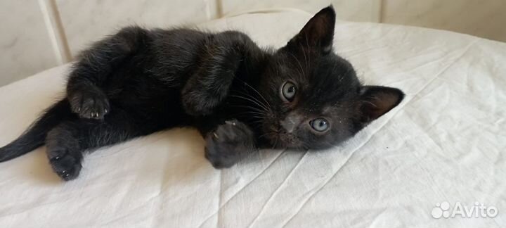 Котенок 1,5 месяца