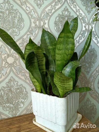 Сансевиерия/традесканция зебрина