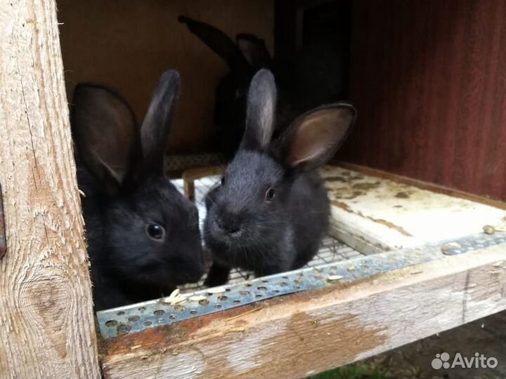 Продам кроликов