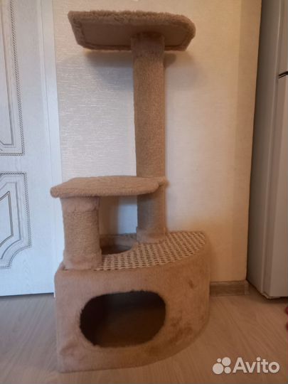 Шотландский вислоухий кот