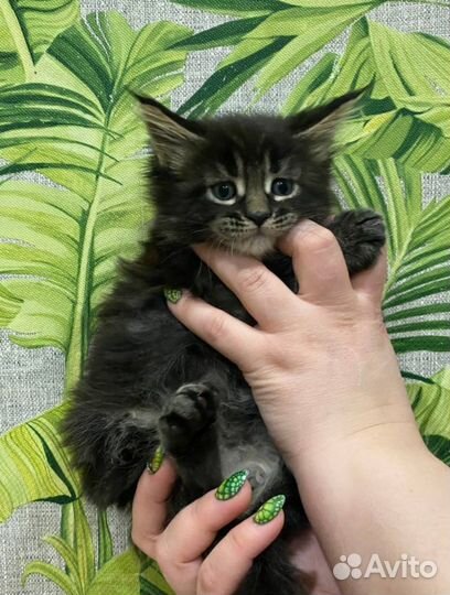 Котята мейн-кун