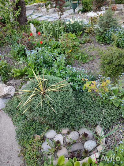 Цветы многолетние Можжевельник