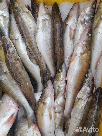 Брусника, черника, малина, рыба