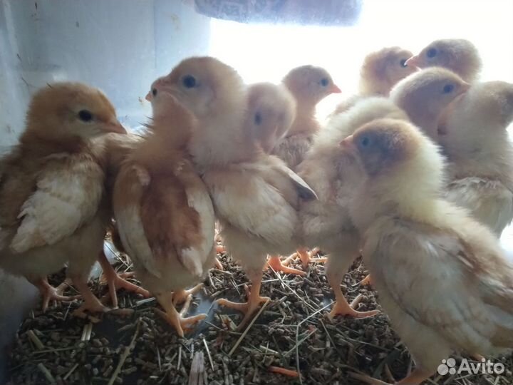 Цыплята Павловские, Ломан браун, куры