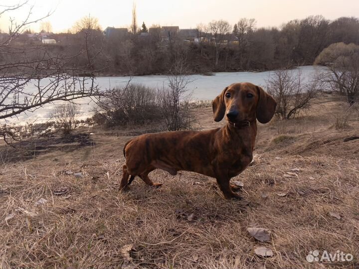 Кобель миниатюрной таксы для вязки