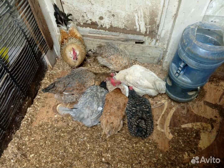 Куры несушки