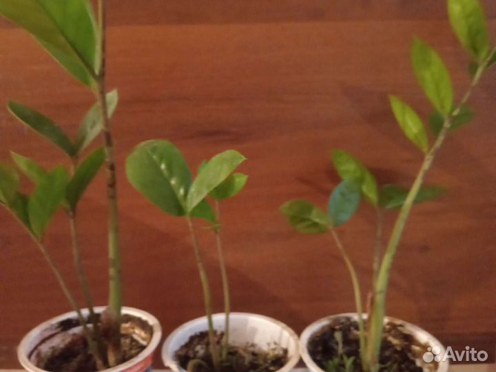 Замиокулькас