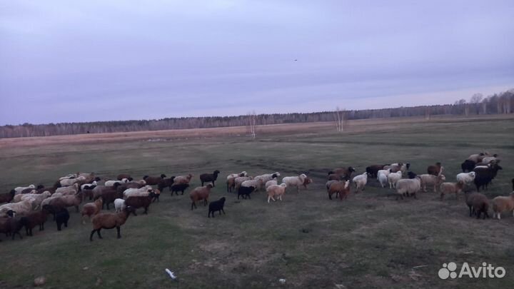 Овцы бараны ягнята оптом