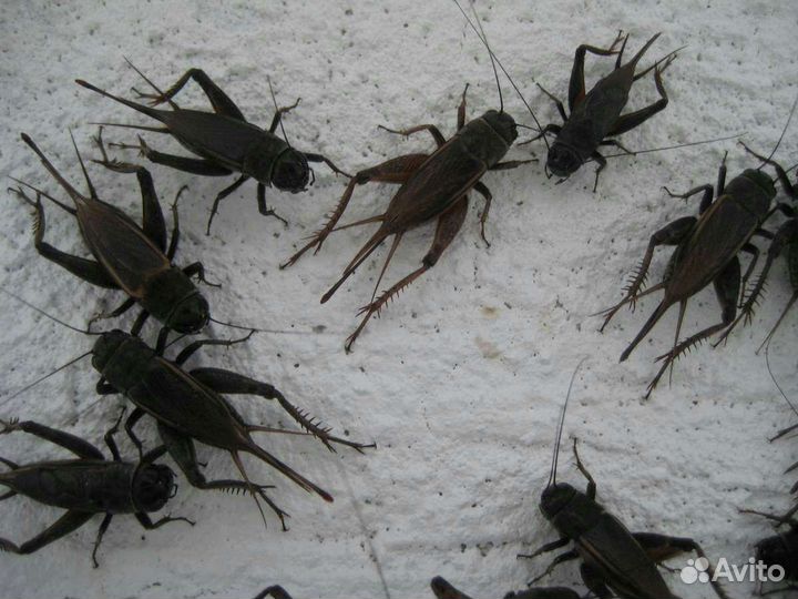 Таракан туркменский, Черный полевой сверчок