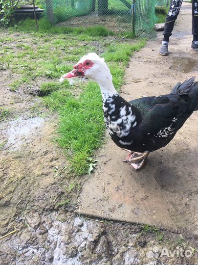 Селезень индоутки