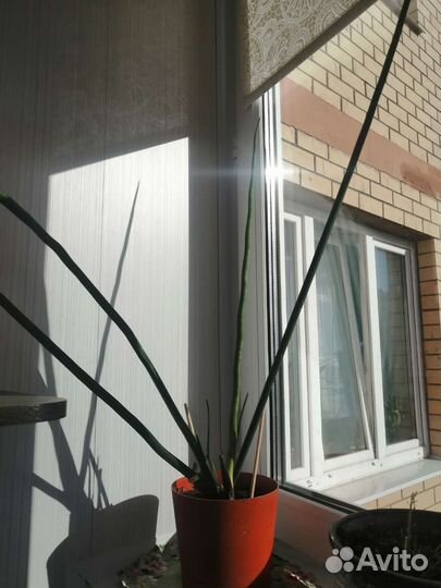 Сансевиерия спайк