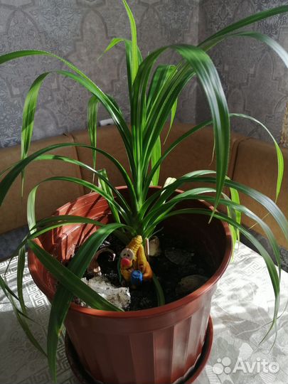 Пальма-Панданус