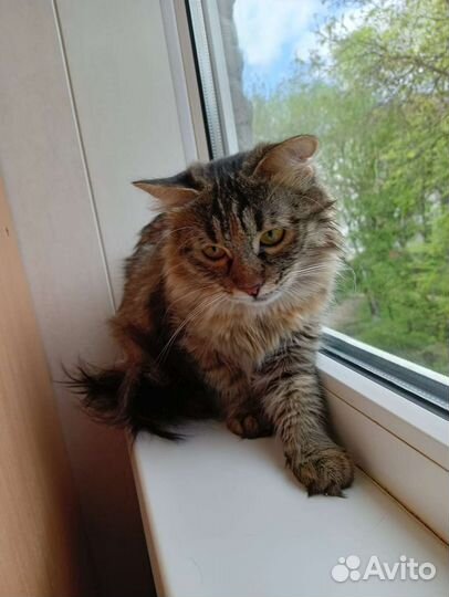 Молодая кошечка ищет дом