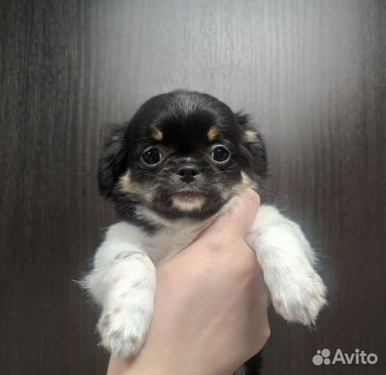 Щенки чихуахуа