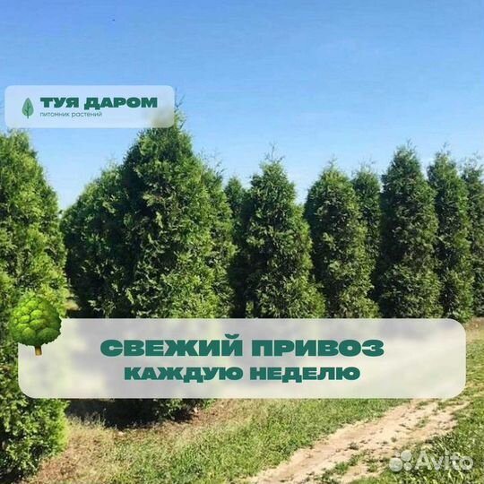 Туя смарагд 200 см