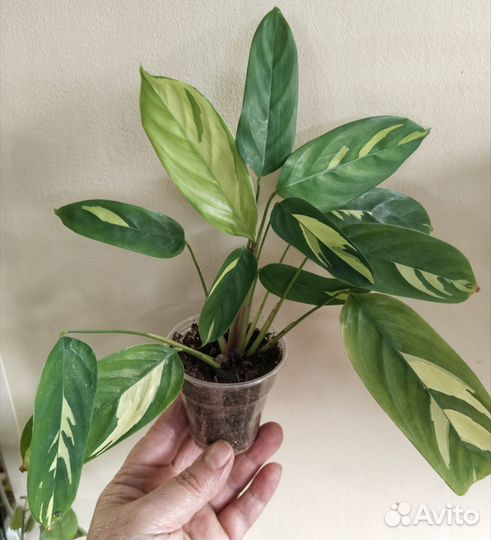 Комнатные растения