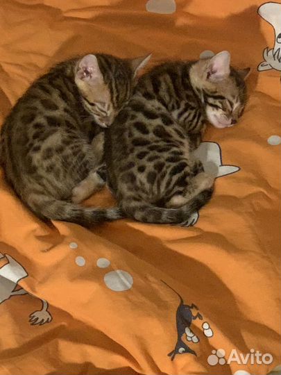 Бенгальские котята