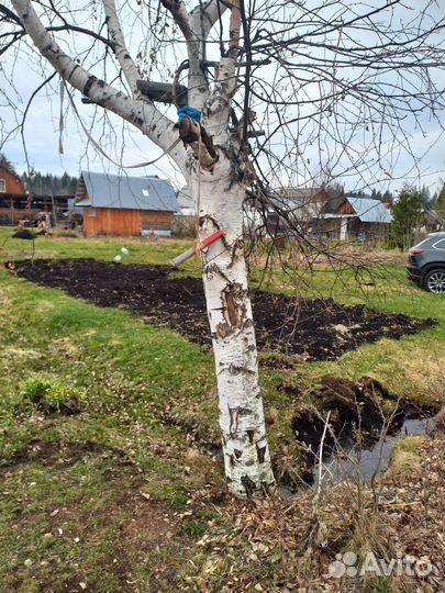 Березовый сок