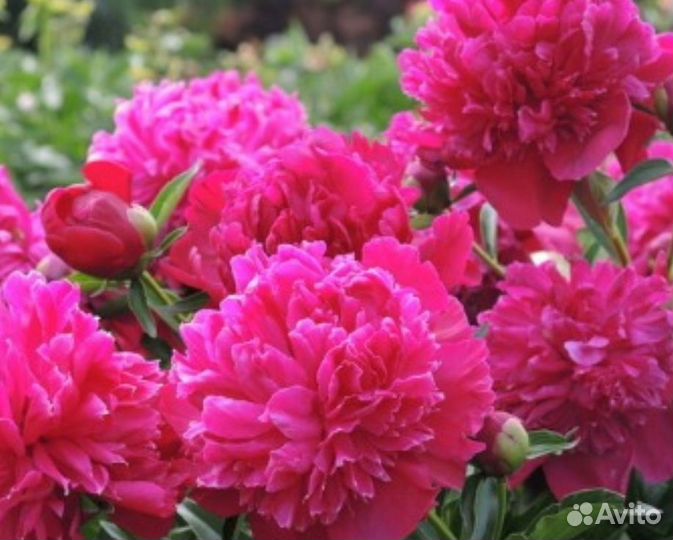 Пион Инспектор Лавернь